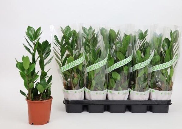 ZAMIO ZAMIIFOLIA - pot 12 cm, hoogte 45 cm