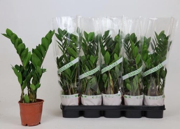 ZAMIO ZAMIIFOLIA - pot 12 cm, hoogte 45 cm