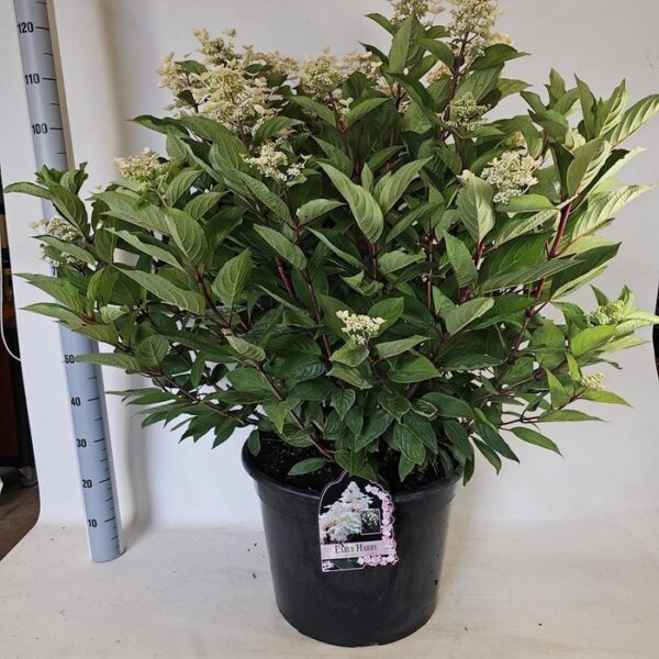 HYDR PANICULATA - pot 45 cm, hoogte 120 cm