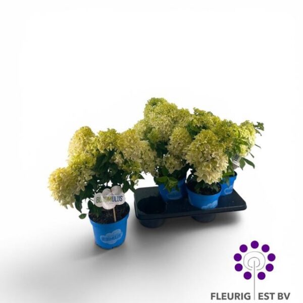 HYDR PA BLOOM NIMBUS - pot 18 cm, hoogte 45 cm