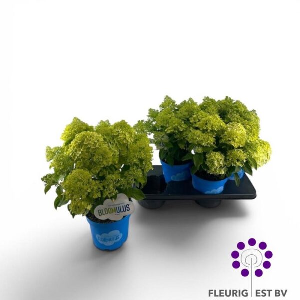 HYDR PA BLOOM STRATI - pot 18 cm, hoogte 45 cm