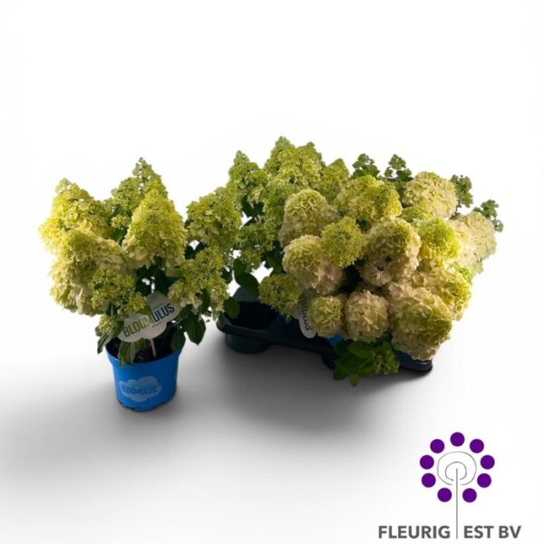 HYDR PA BLOOM STRATU - pot 18 cm, hoogte 45 cm