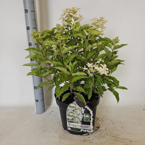 HYDR PA MAG STARLIGH - pot 29 cm, hoogte 70 cm