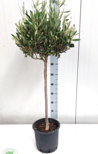 OLEA EUROPAEA - pot 22 cm, hoogte 105 cm