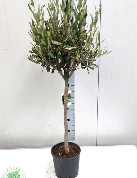 OLEA EUROPAEA - pot 20 cm, hoogte 105 cm