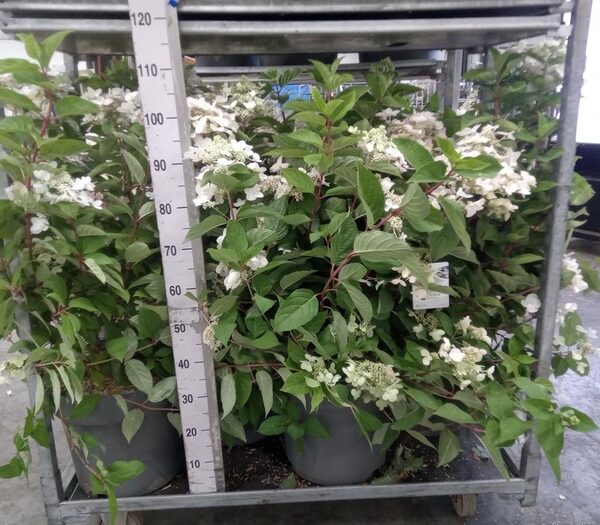 Hydrangea pan. - pot 40 cm, hoogte 55 cm