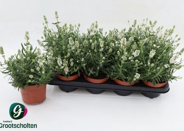 LAVAN AN ELL ICE - pot 13 cm, hoogte 27 cm