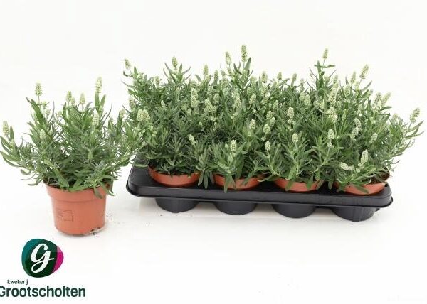 LAVAN AN ELL ICE - pot 13 cm, hoogte 27 cm