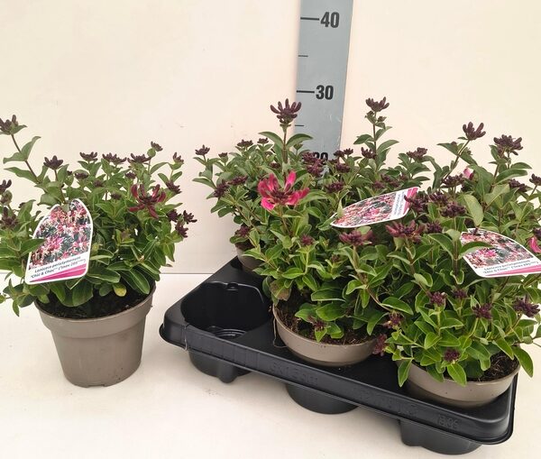 LON K PERICLYMENUM - pot 13 cm, hoogte 30 cm
