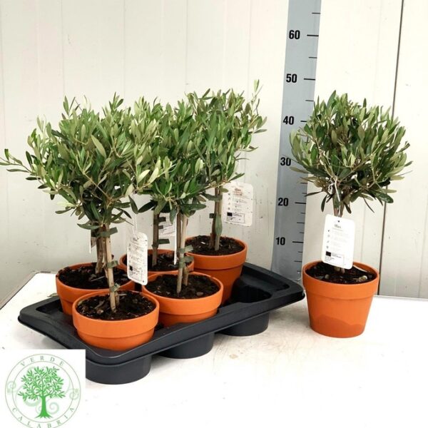 OLEA EUROPAEA - pot 16 cm, hoogte 45 cm