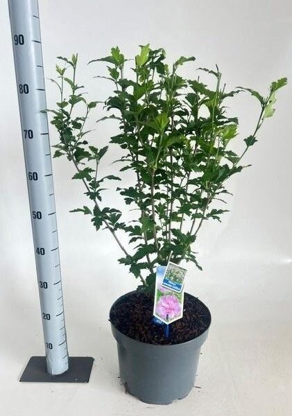 HIBIS SYR LAVEN CHIF - pot 29 cm, hoogte 90 cm