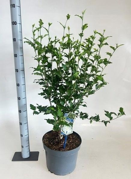 HIBIS SYR WHITE CHIF - pot 29 cm, hoogte 100 cm