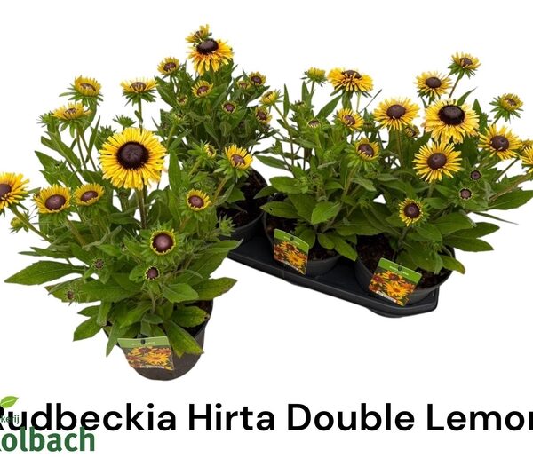 RUDB SUNBECK OV - pot 19 cm, hoogte 55 cm