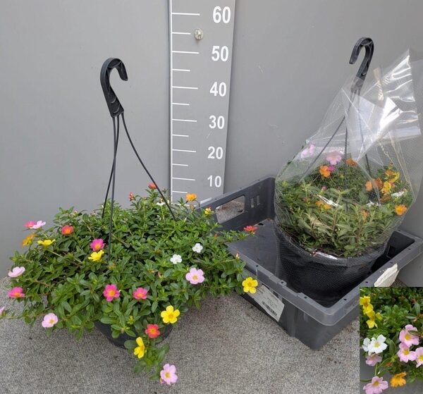 PORT GEM IN POT - pot 27 cm, hoogte 35 cm