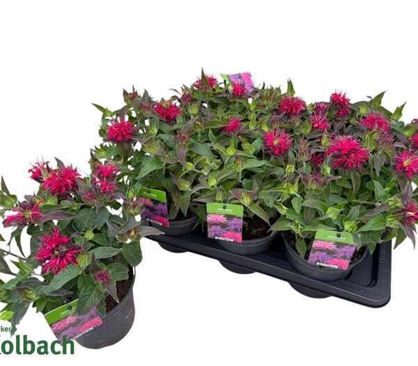 MONA BALMY ROSE - pot 17 cm, hoogte 35 cm