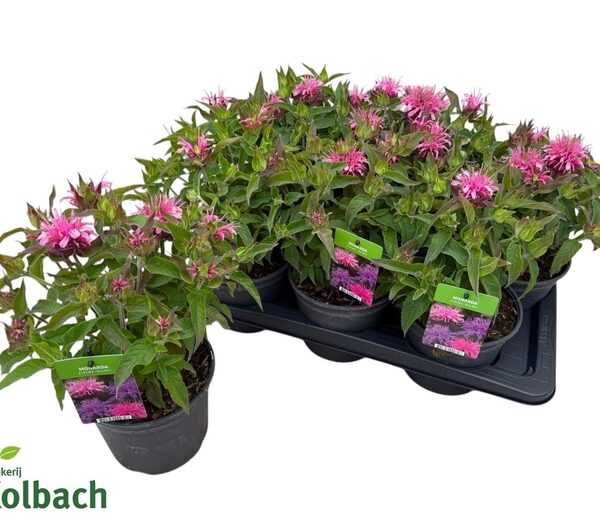MONA BALMY PINK - pot 17 cm, hoogte 35 cm