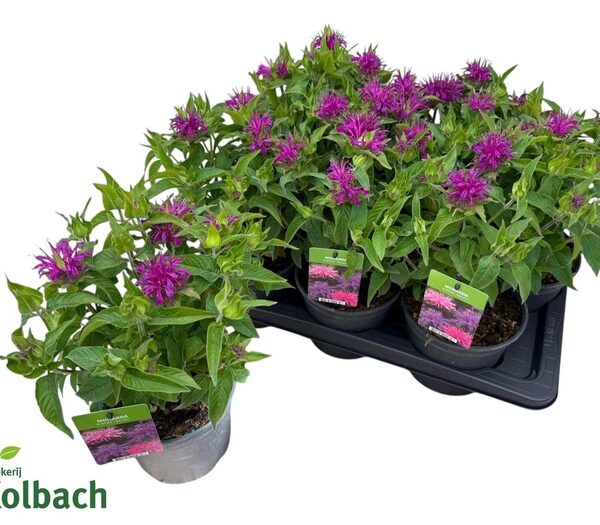 MONA BALMY LILAC - pot 17 cm, hoogte 35 cm