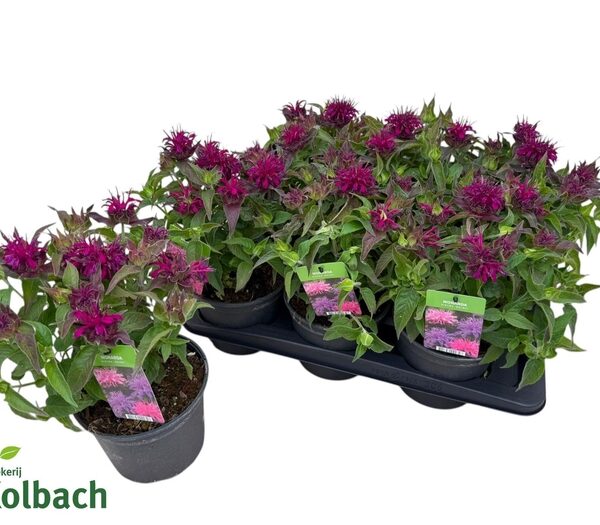 MONA BALMY PURPLE - pot 17 cm, hoogte 40 cm