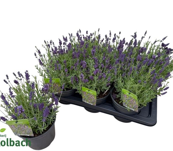 LAVAN AN ARDECHE BLU - pot 17 cm, hoogte 35 cm