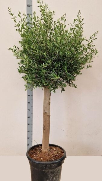 OLEA EUROPAEA - pot 46 cm, hoogte 180 cm