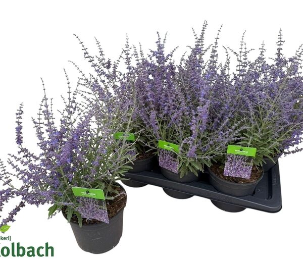 PEROVSKIA BLUESETTE - pot 17 cm, hoogte 50 cm