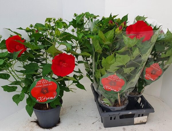 HIBIS M OAK RED - pot 23 cm, hoogte 80 cm
