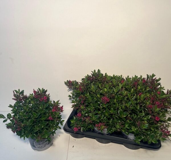 HEBE A BL SOMALA - pot 17 cm, hoogte 35 cm