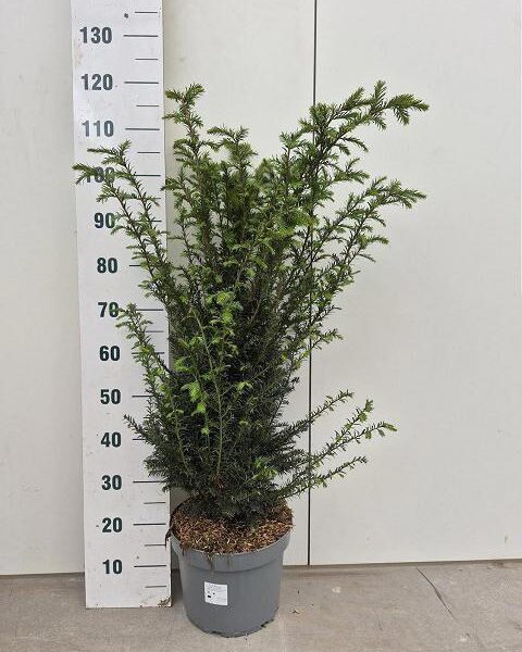 TAXUS BACCATA - pot 29 cm, hoogte 120 cm