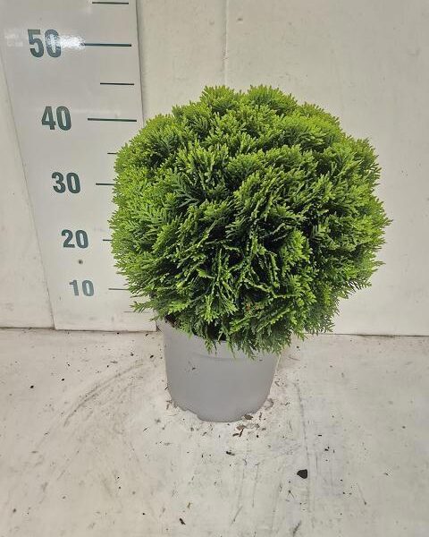 THUJA O DANICA - pot 23 cm, hoogte 45 cm