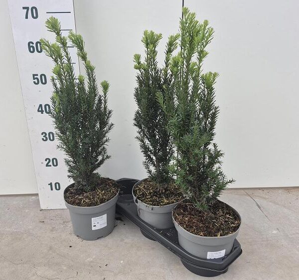 TAXUS M HILLII - pot 19 cm, hoogte 65 cm