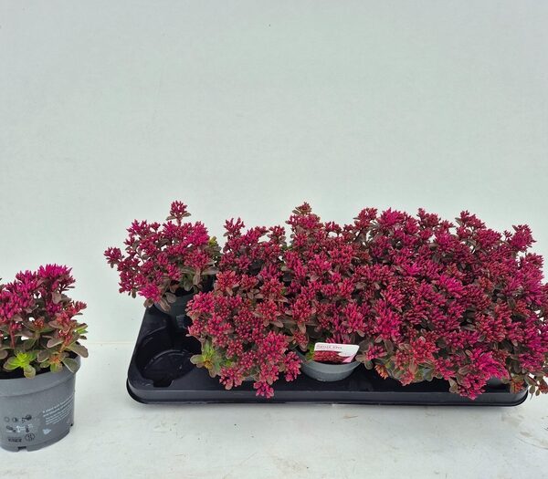 SEDUM SPU SPOT D ROS - pot 12 cm, hoogte 20 cm