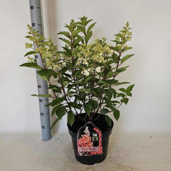 HYDR PANICULATA - pot 29 cm, hoogte 85 cm