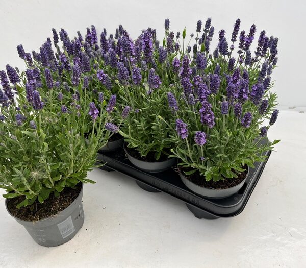 LAVAN AN SPEAR BLUE - pot 13 cm, hoogte 35 cm