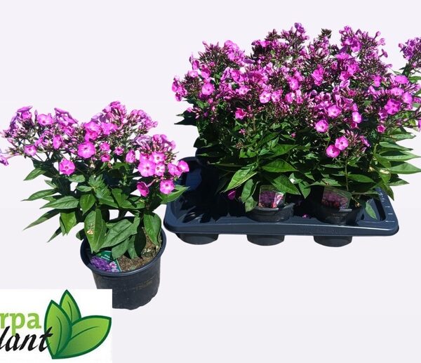 PHLOX P FAMOUS L PUR - pot 17 cm, hoogte 40 cm