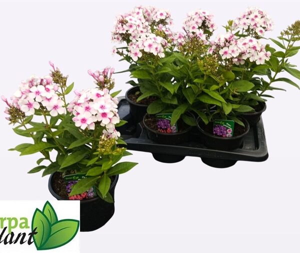 PHLOX P FAMOUS W EYE - pot 17 cm, hoogte 40 cm