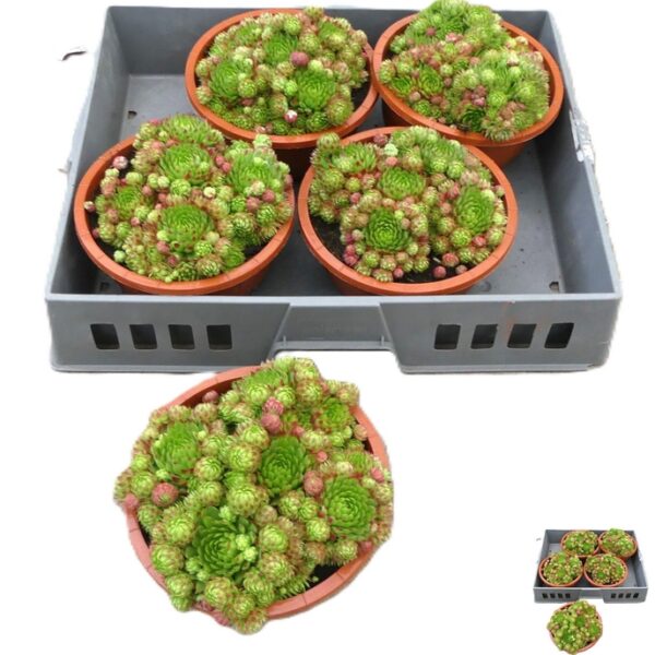 SEMP GEM - pot 19 cm, hoogte 14 cm