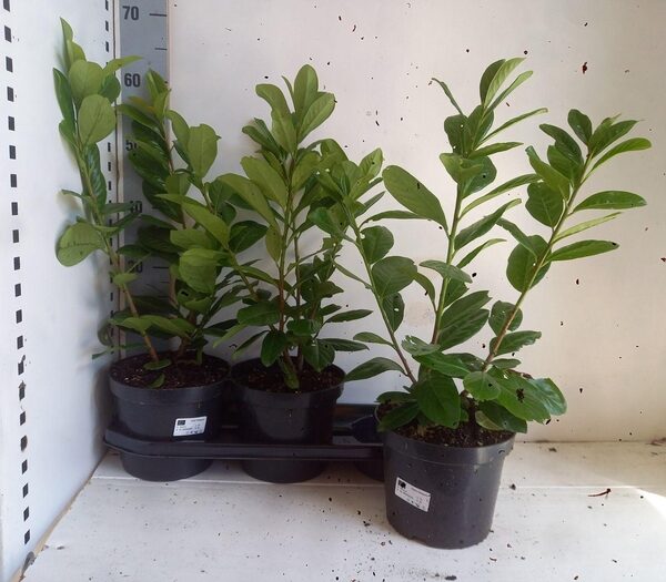 PRUN LA NOVITA - pot 19 cm, hoogte 60 cm