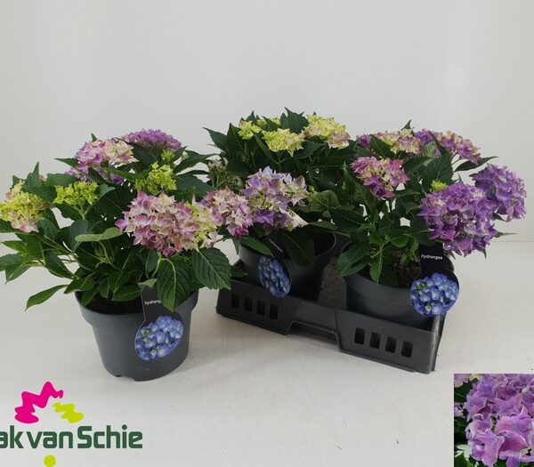 HYDR M HI OCEAN - pot 23 cm, hoogte 40 cm