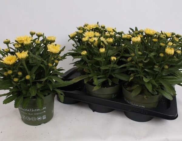 LEUC BANANA CREAM - pot 17 cm, hoogte 30 cm