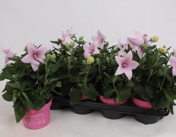 PLATYCO GR ASTRA PIN - pot 13 cm, hoogte 27 cm