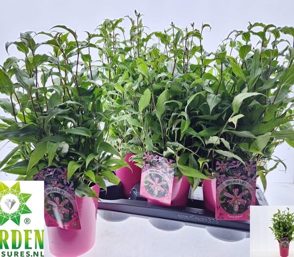 TRIC HIRTA - pot 13 cm, hoogte 60 cm