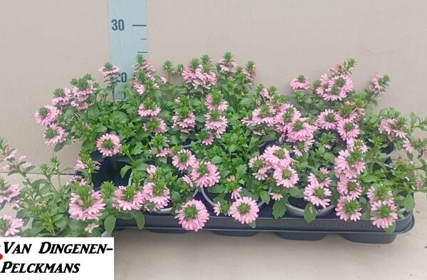 SCAEV FANATIX PINK - pot 12 cm, hoogte 20 cm