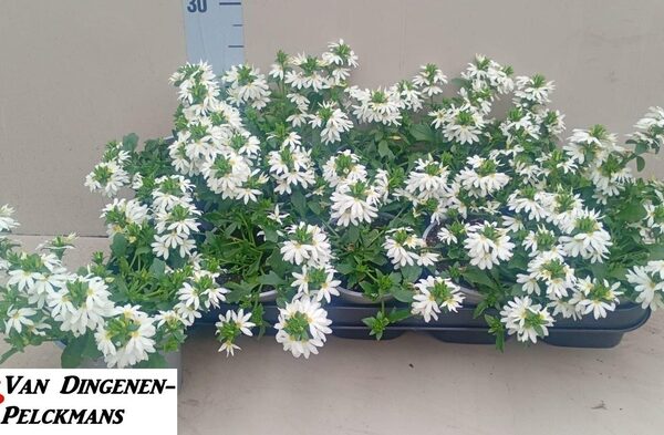 SCAEV FANATIX WHITE - pot 12 cm, hoogte 20 cm
