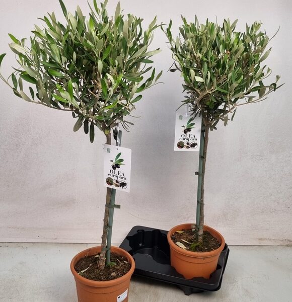 OLEA EUROPAEA - pot 18 cm, hoogte 90 cm