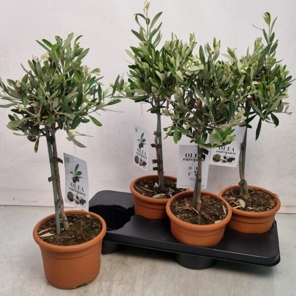 OLEA EUROPAEA - pot 17 cm, hoogte 55 cm