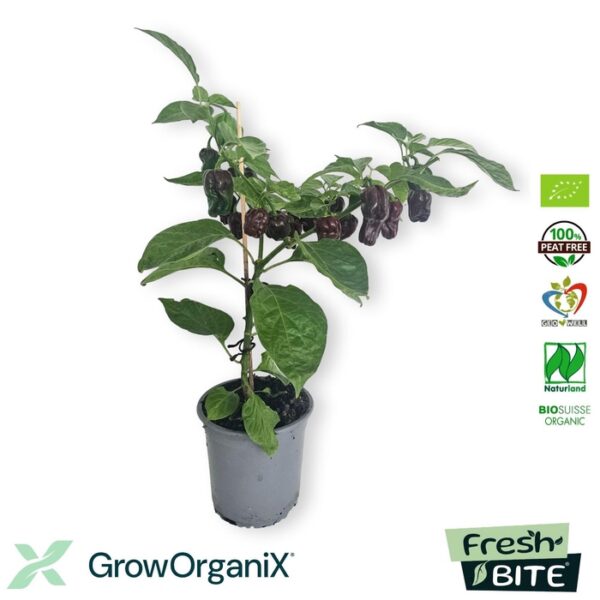 PEPER PLANTEN - pot 15 cm, hoogte 70 cm
