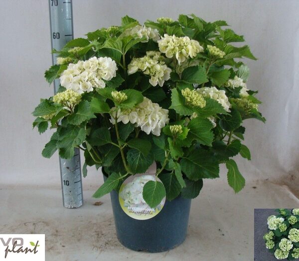 HYDR M CRYSTAL PALAC - pot 29 cm, hoogte 65 cm