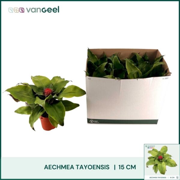 AECH TAYOENSIS - pot 15 cm, hoogte 40 cm