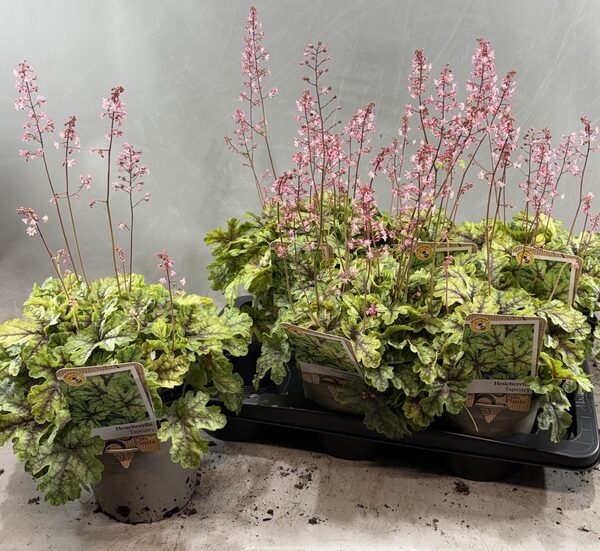 HEUCHERE TIARELLOIDE - pot 17 cm, hoogte 55 cm