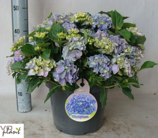 HYDR M HI RIVER - pot 29 cm, hoogte 50 cm